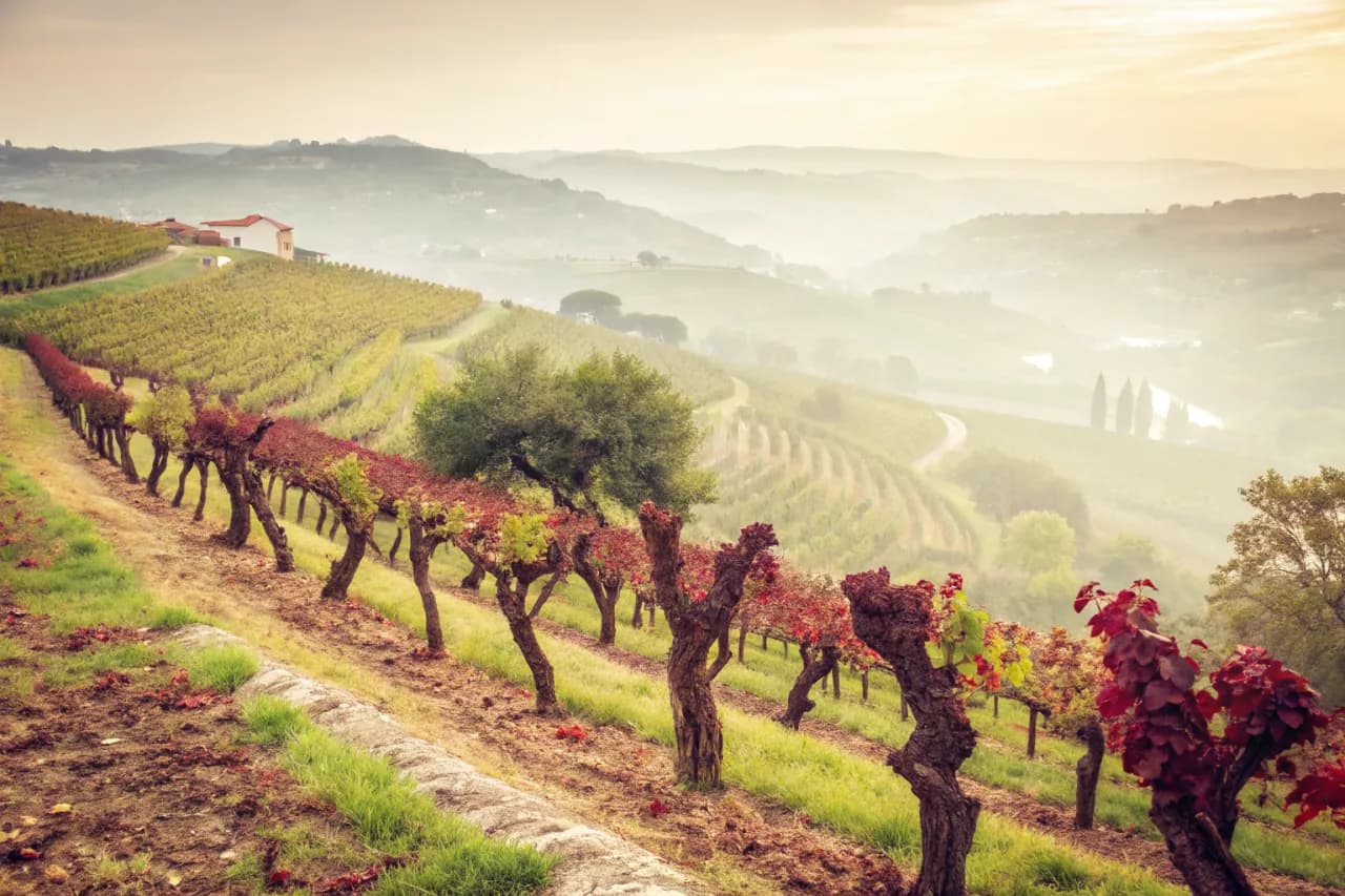 Vineyards of Taylor's