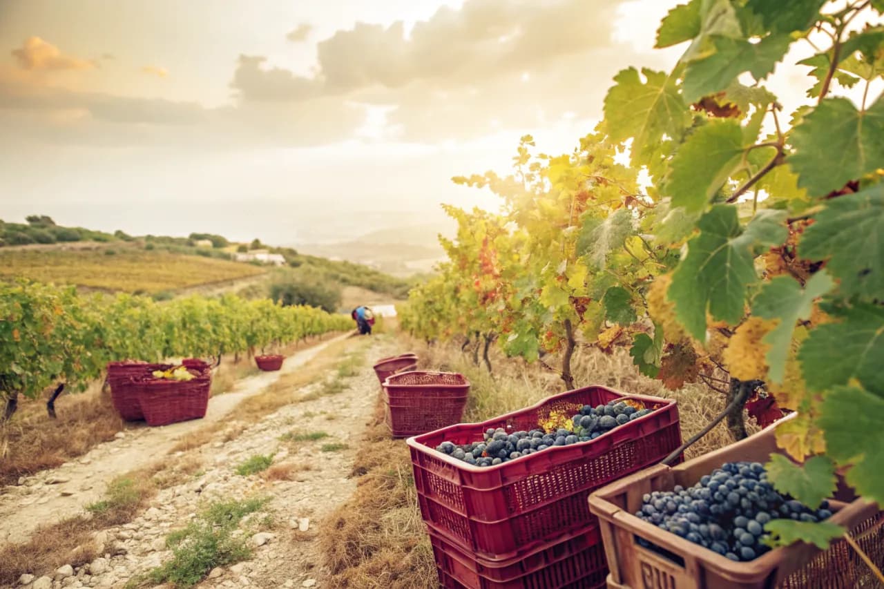 Vineyards of Tenute Dettori