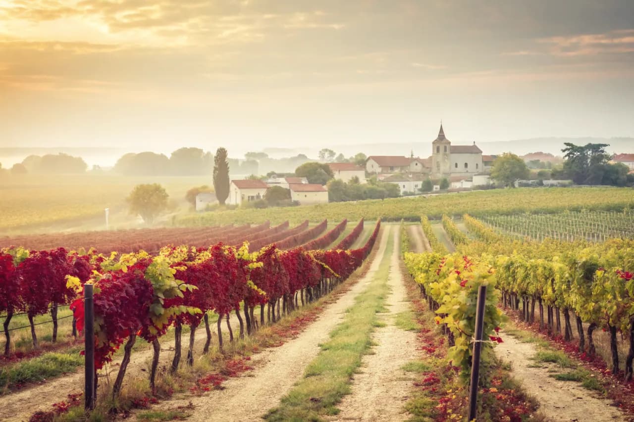 Vineyards of Torbreck