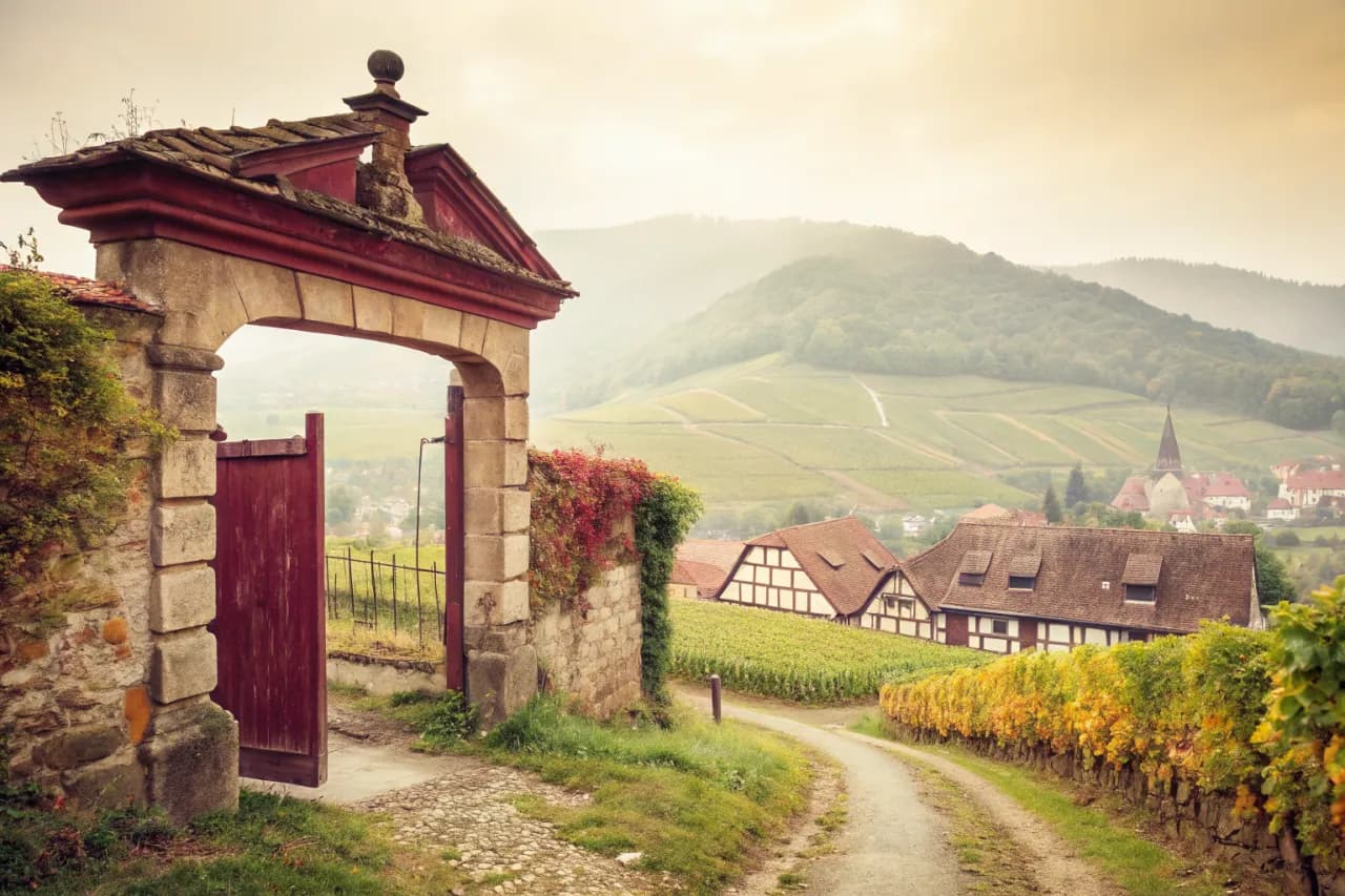 Vineyards of Maison Trimbach