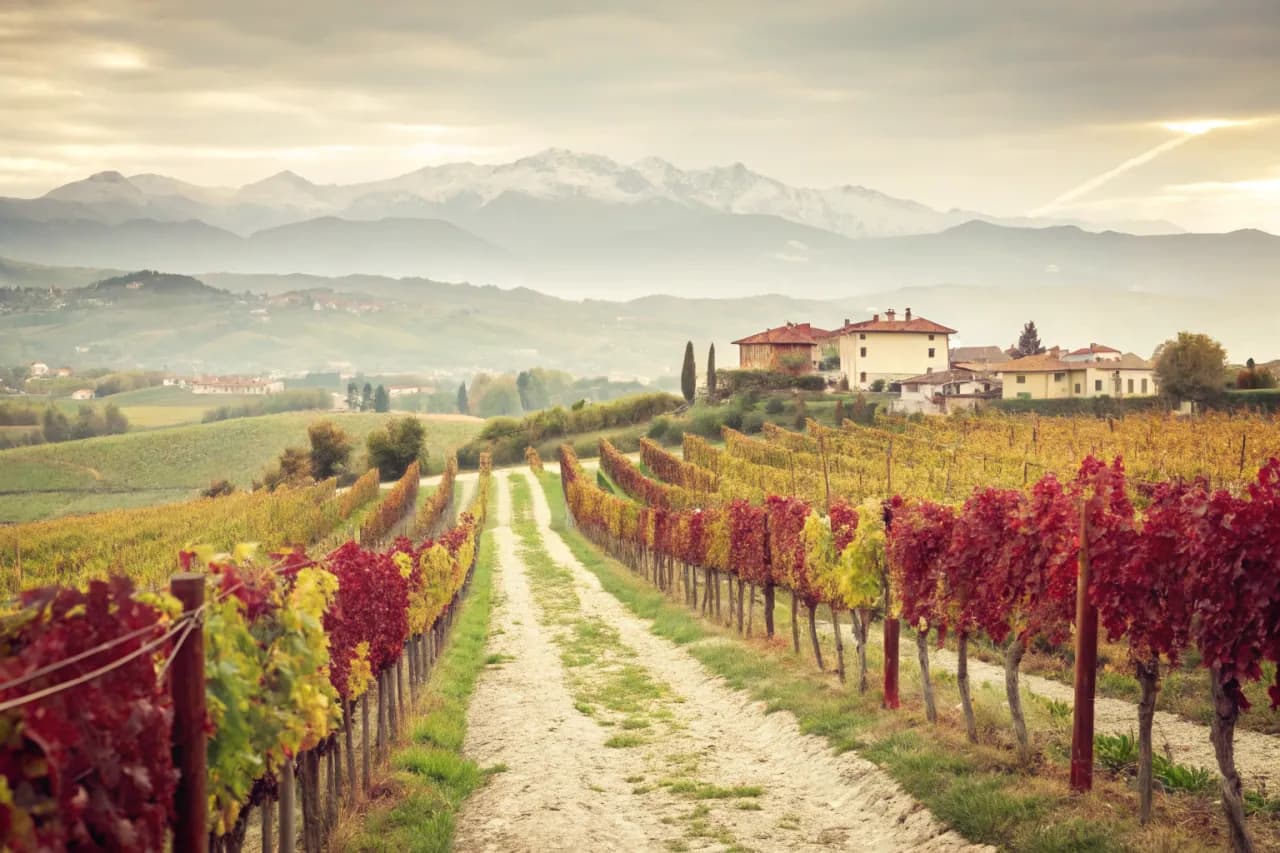 Vineyards of Valentini