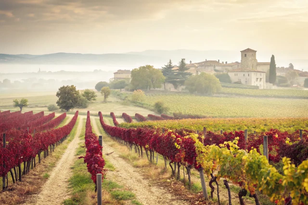 Vineyards of Vega Sicilia