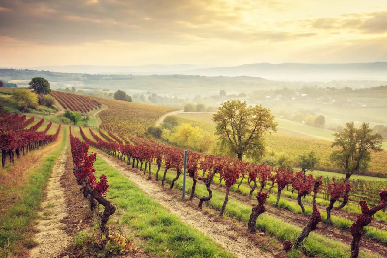 Vineyards of Weingut Keller