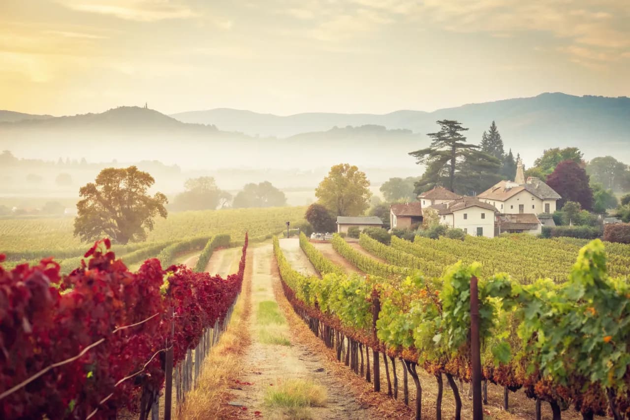 Vineyards of Williams Selyem
