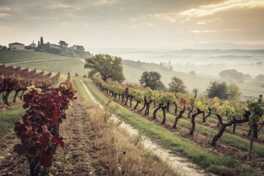 Vignobles de Romano Dal Forno