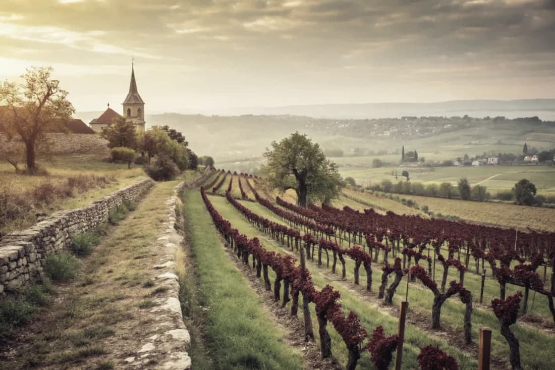 Vignobles de Domaine Armand Rousseau
