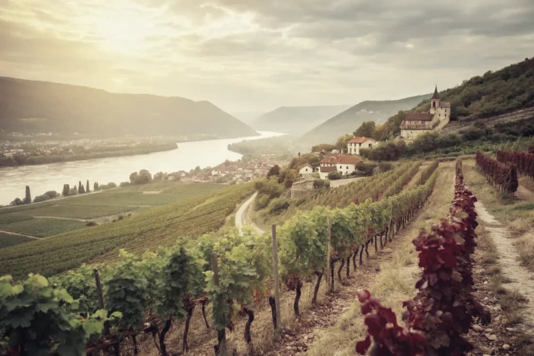 Vignobles de Domaine Jamet