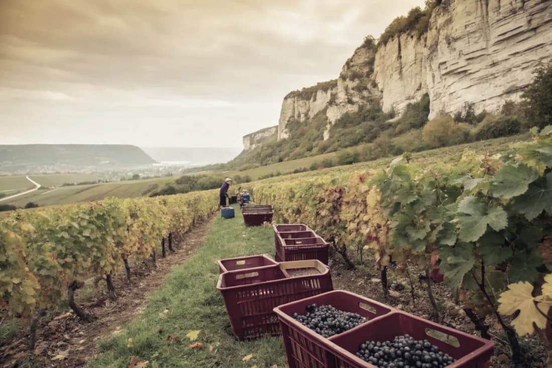 Vignobles de Domaine Tissot (Stéphane Tissot)