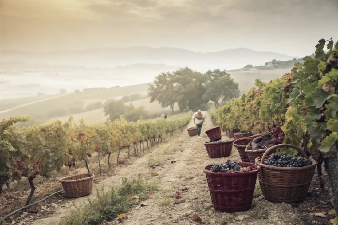 Vignobles de Domaines Lupier