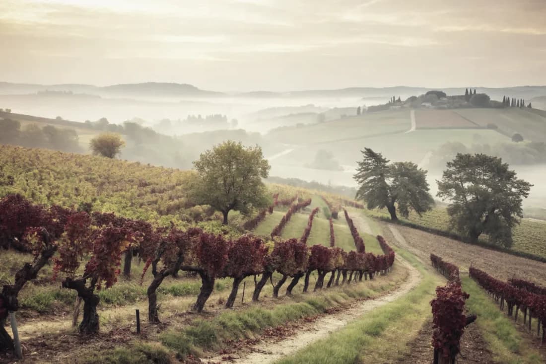 Vignobles de Ktima Gerovassiliou
