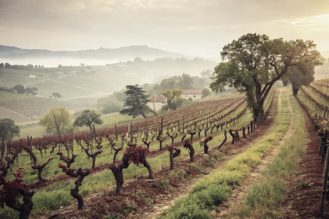 Vignobles de Klein Constantia