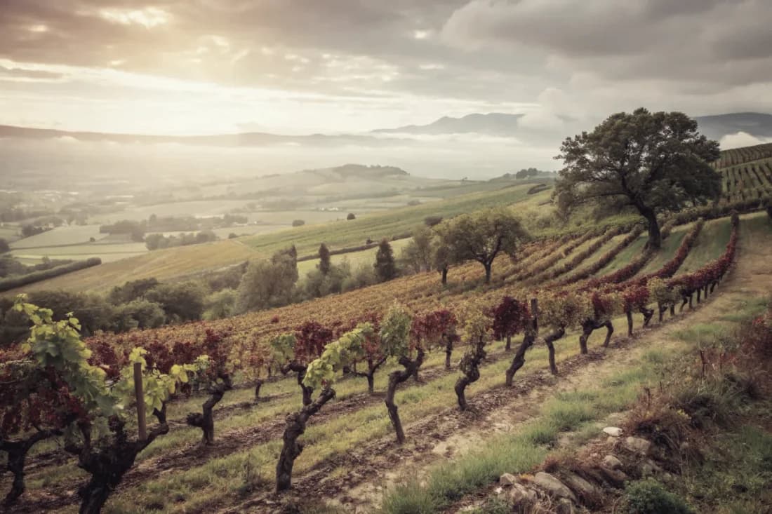 Vignobles de Mullineux