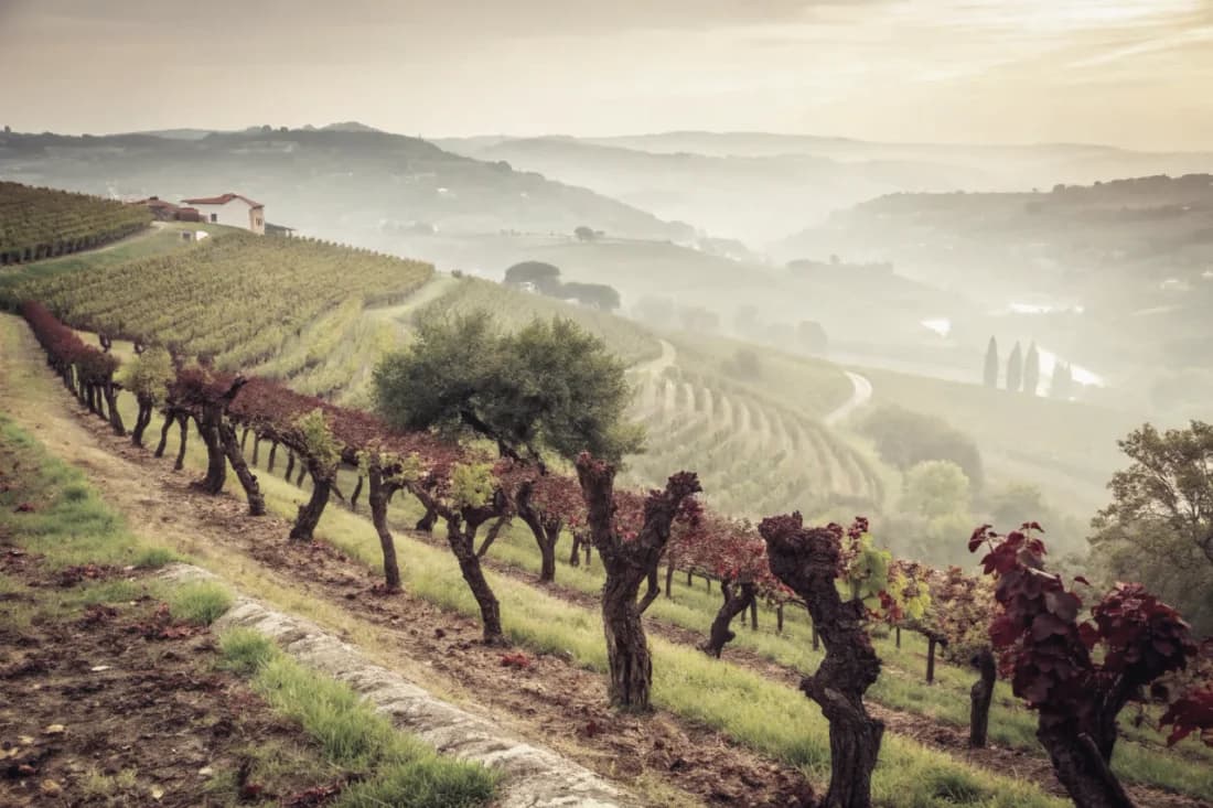 Vignobles de Taylor's
