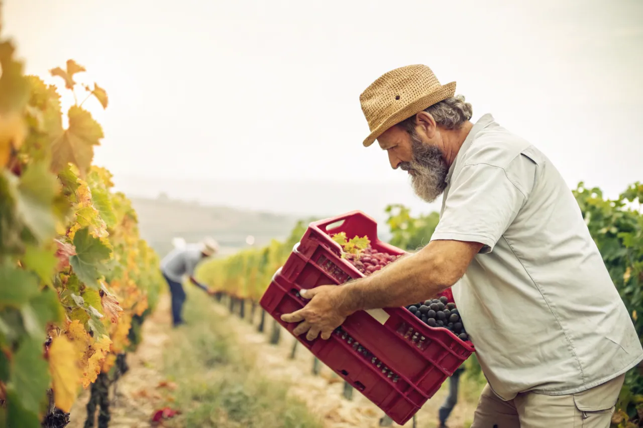 Vineyards of Languedoc-Roussillon