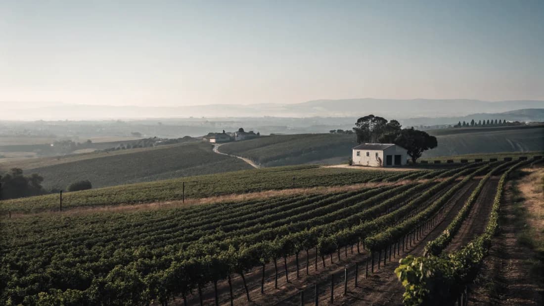 Vignobles de Stellenbosch