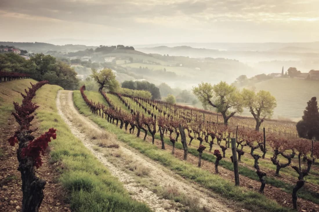 Vignobles de Álvaro Palacios