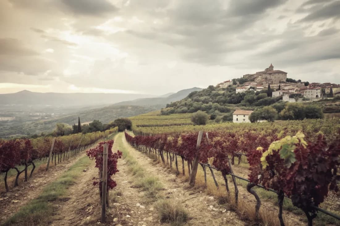 Vignobles de Antoine Arena