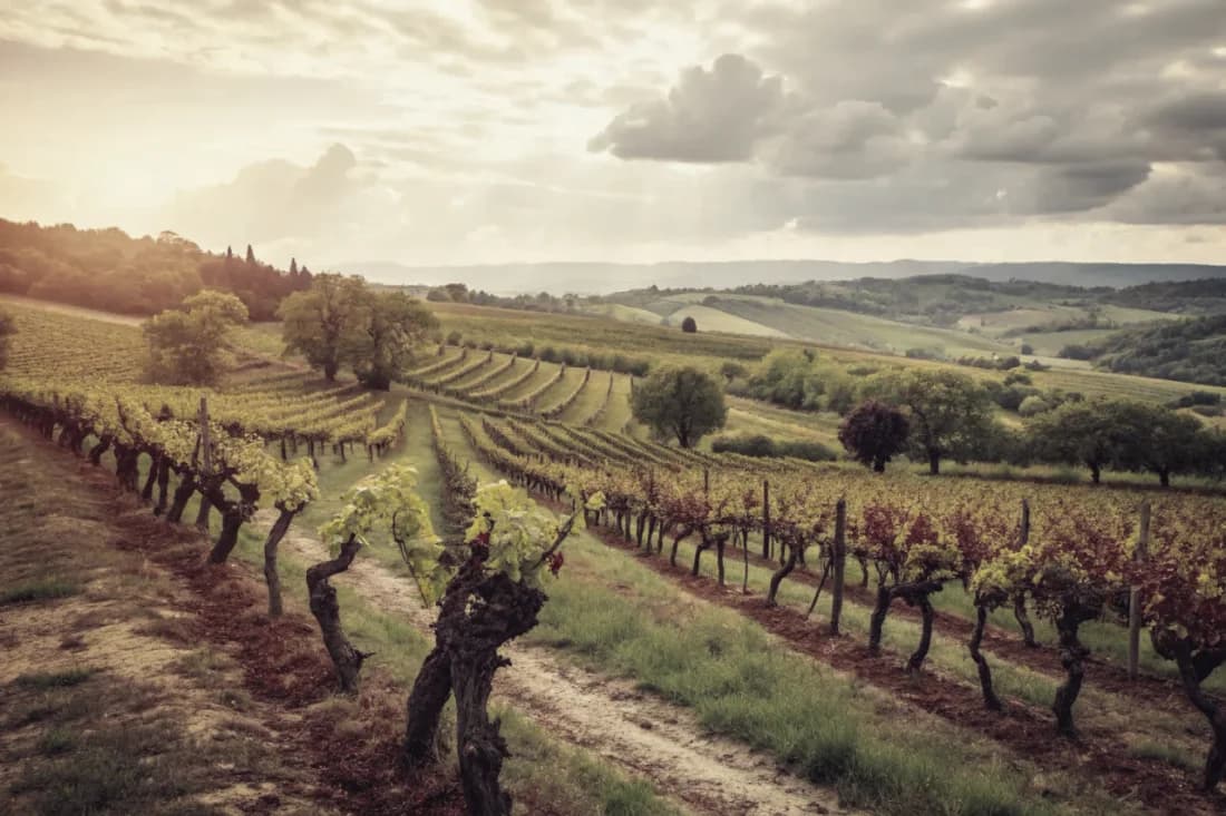 Vignobles de Arianna Occhipinti