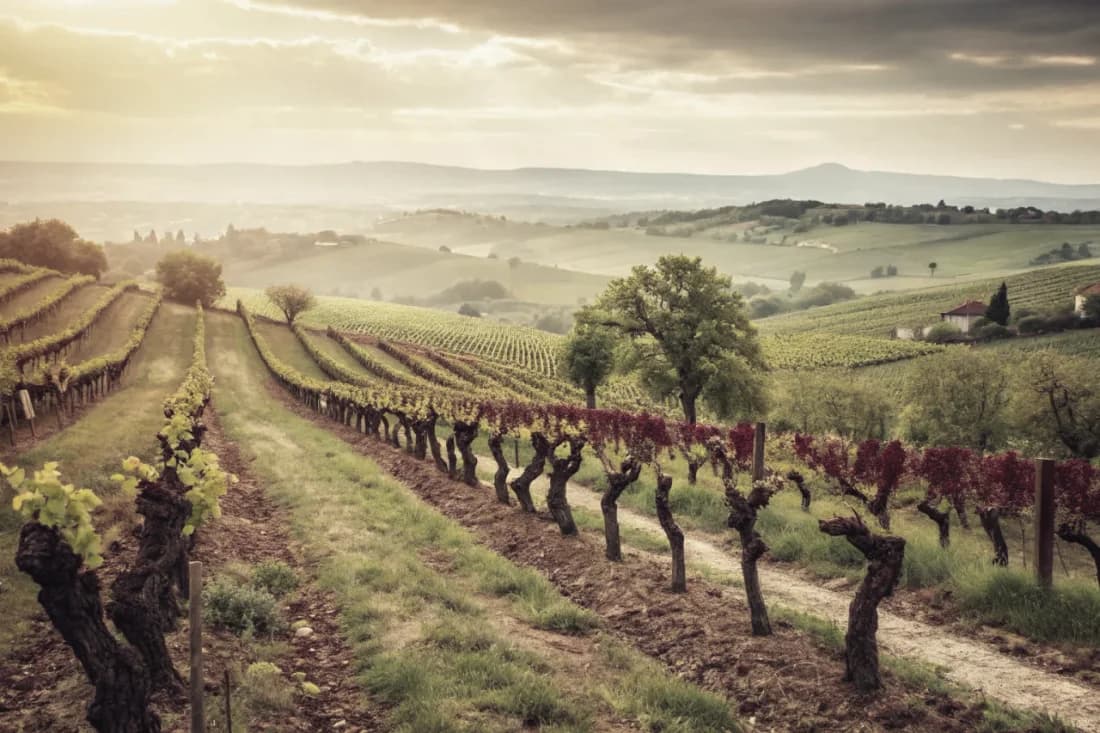 Vignobles de Artadi
