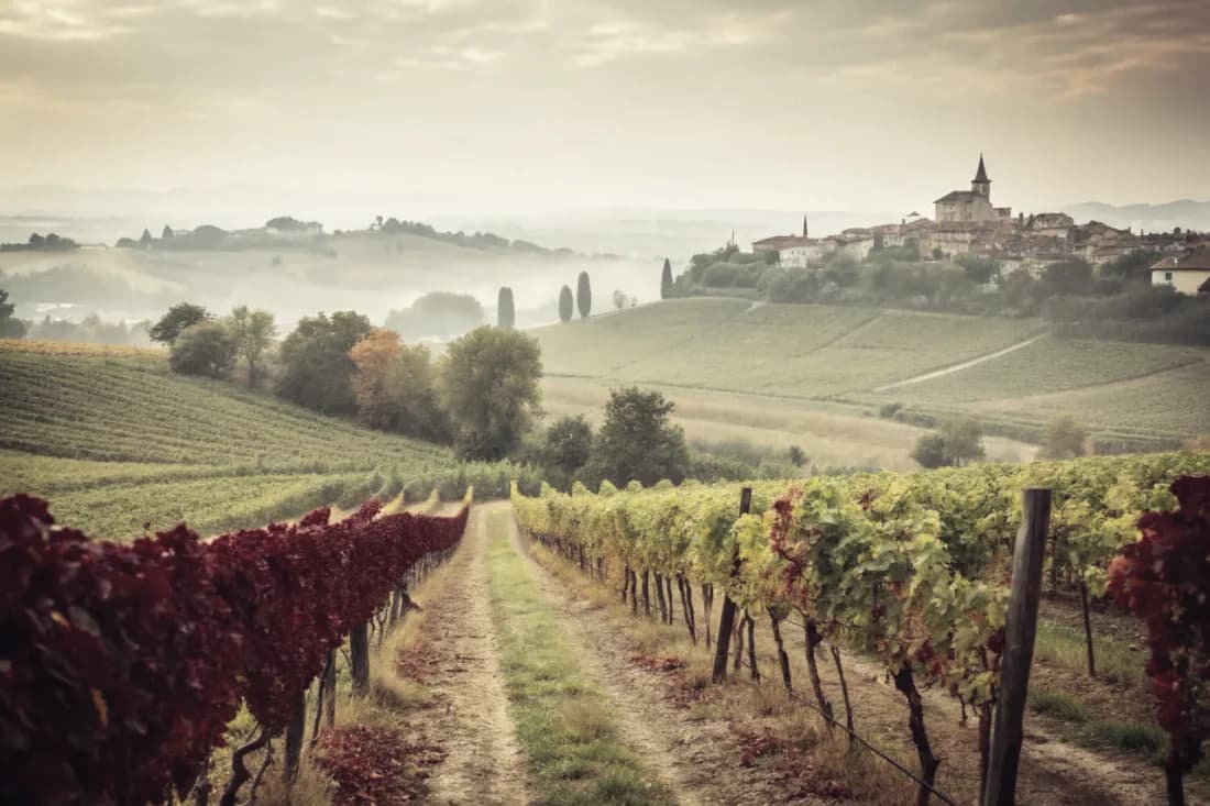Vignobles de Bruno Giacosa