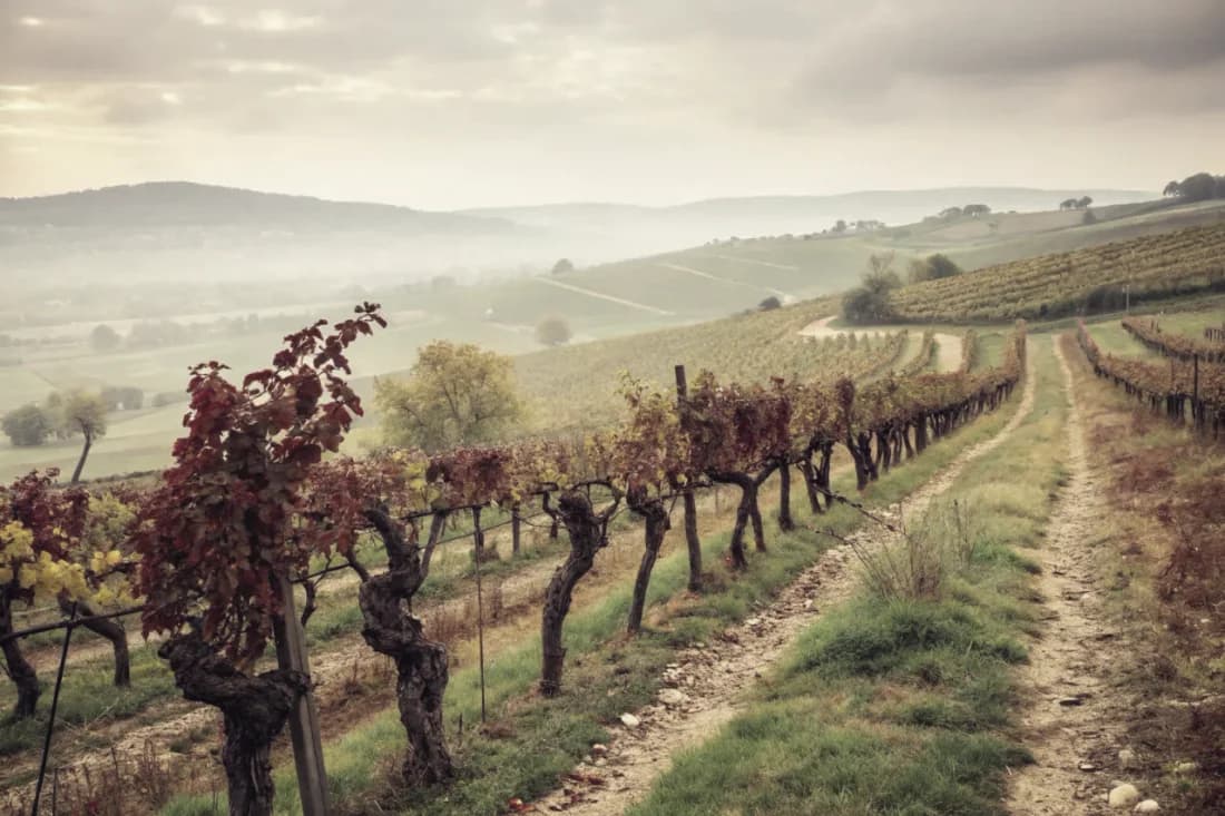 Vignobles de Dr. Bürklin-Wolf