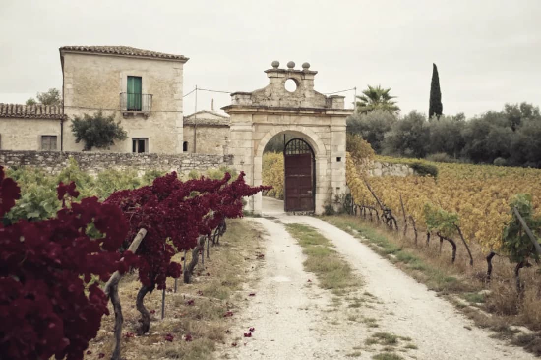 Vignobles de Cantele