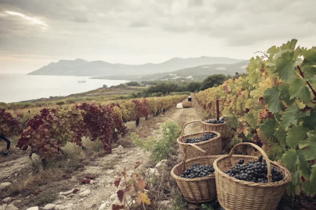 Vignobles de Capichera