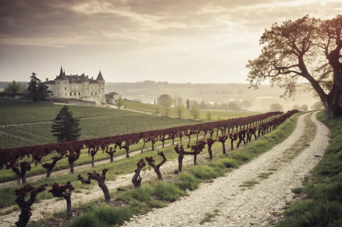 Vignobles de Château Latour