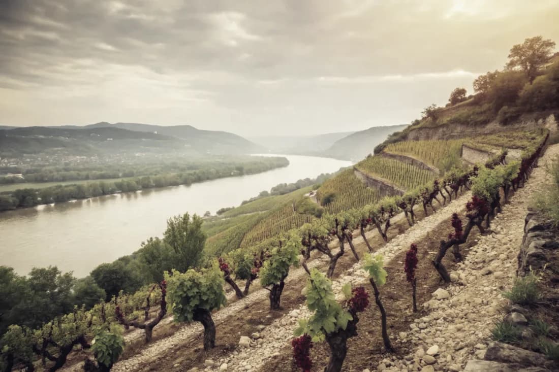 Vignobles de Château Rayas