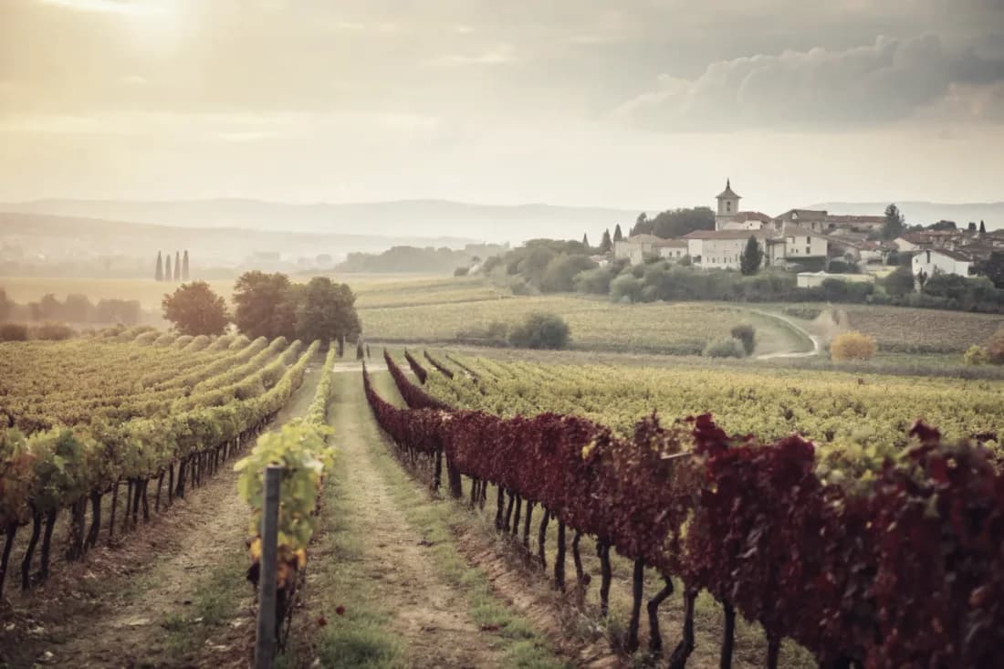 Vignobles de Concha y Toro (Don Melchor)