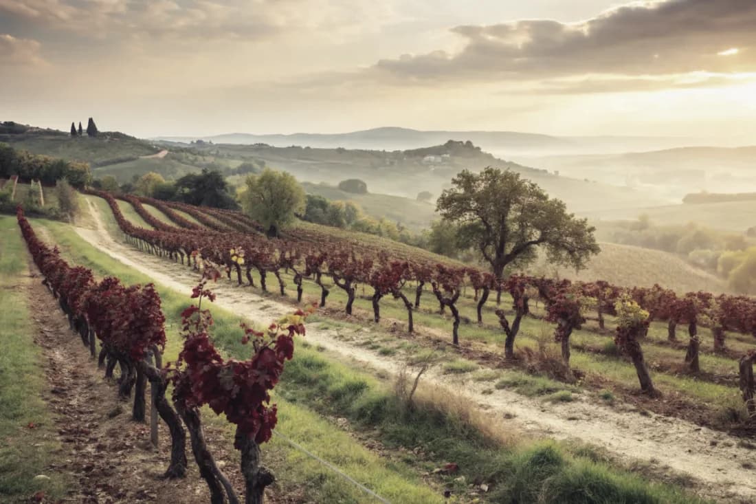 Vignobles de COS