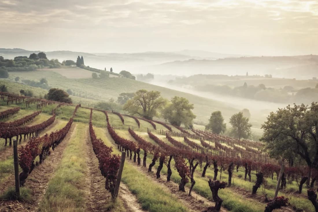 Vignobles de De Martino
