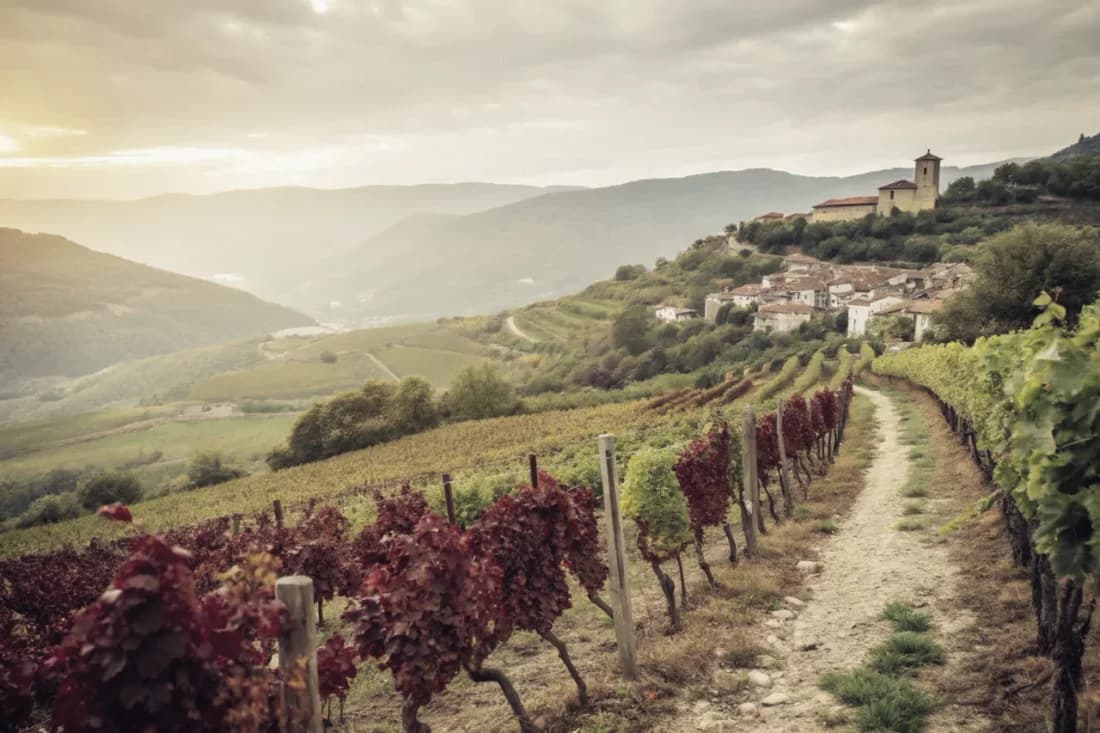 Vignobles de Descendientes de J. Palacios