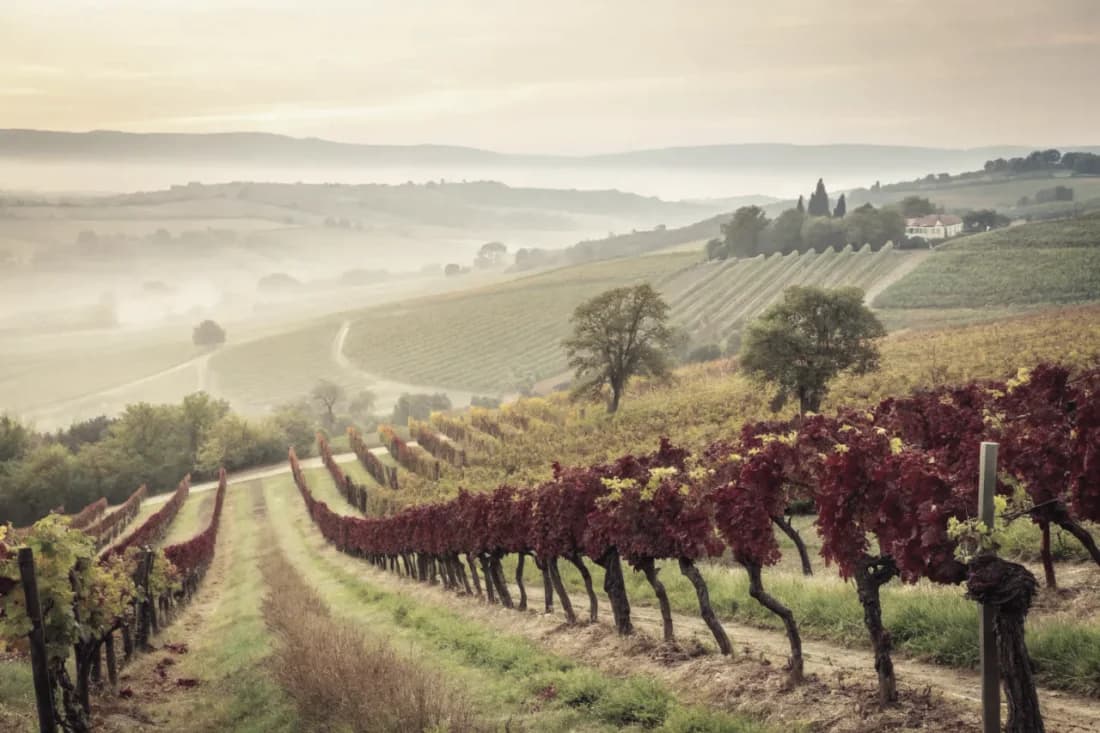 Vignobles de Domaine Drouhin Oregon