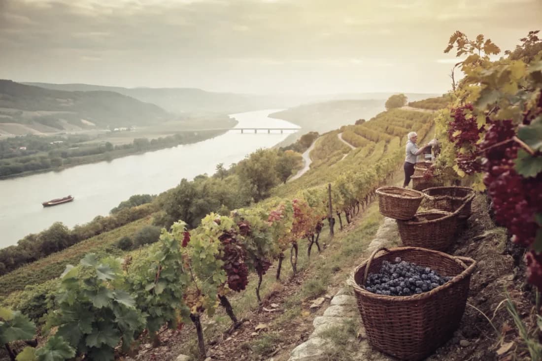 Vignobles de Domaine du Pégau