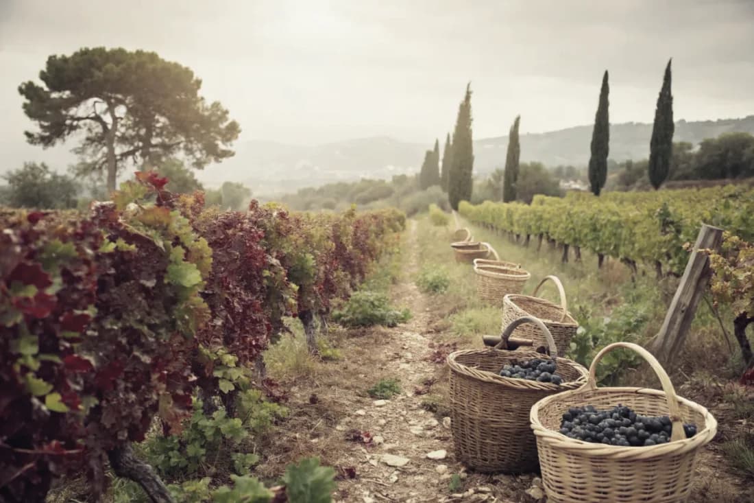 Vignobles de Domaine Hauvette