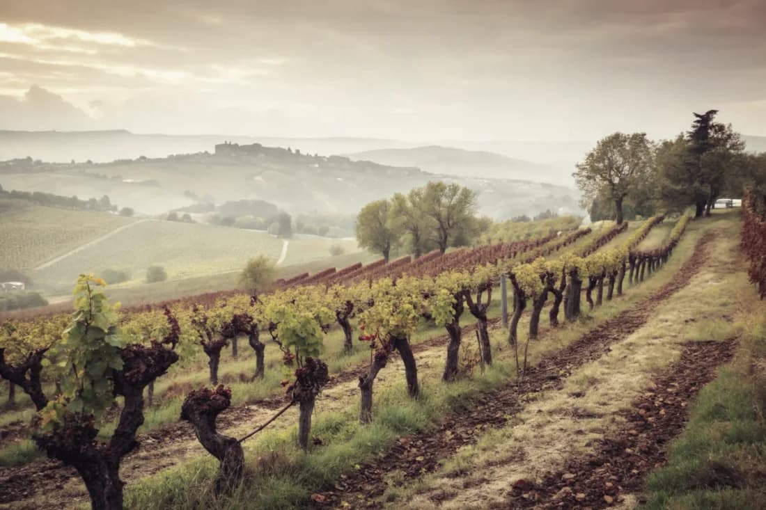 Vignobles de Domaine Sigalas
