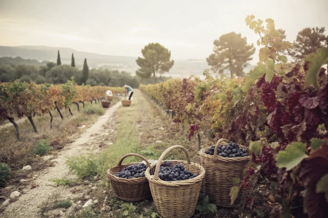 Vignobles de Domaine Tempier