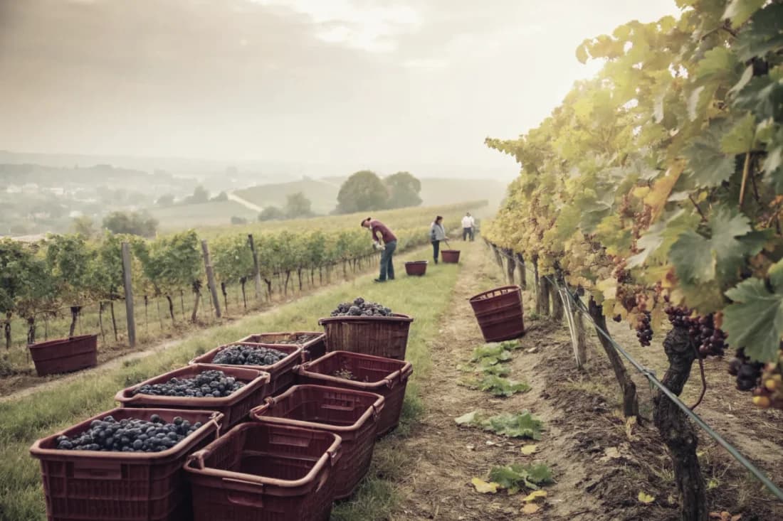 Vignobles de Dönnhoff
