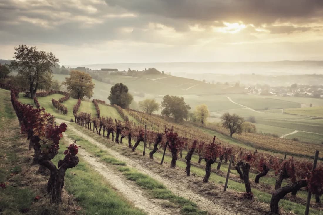 Vignobles de Egon Müller (Scharzhof)