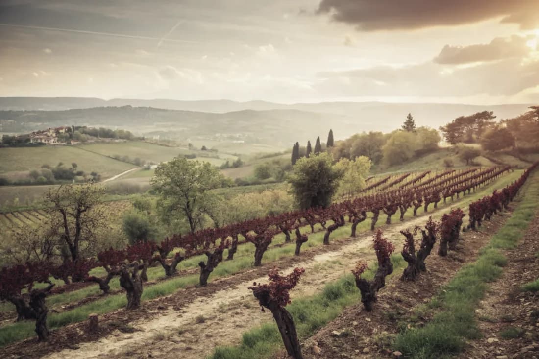 Vignobles de Gaia Estate