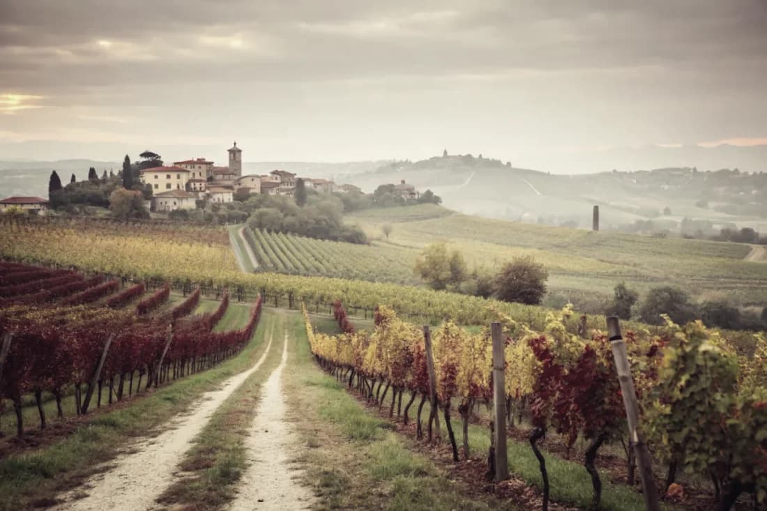 Vignobles de Giacomo Conterno