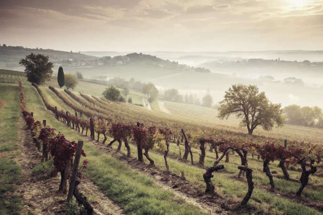 Vignobles de Greywacke