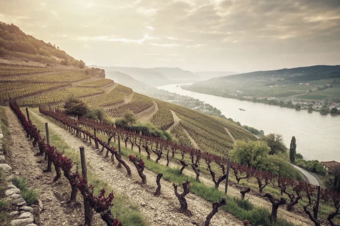 Vignobles de Domaine Jean-Louis Chave
