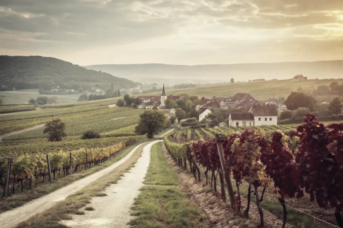 Vignobles de Joh. Jos. Prüm