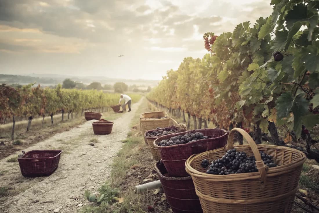 Vignobles de Lapostolle