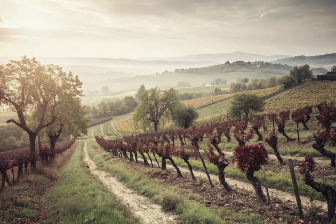 Vignobles de R. López de Heredia
