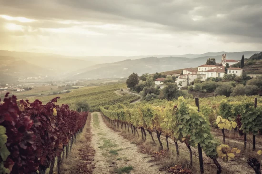 Vignobles de Niepoort