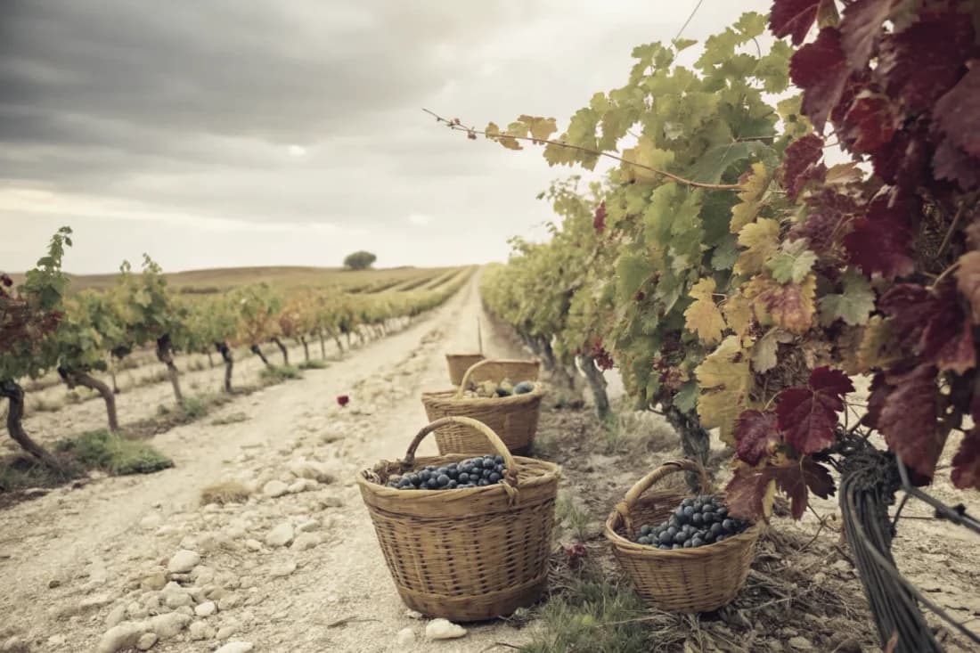 Vignobles de Numanthia