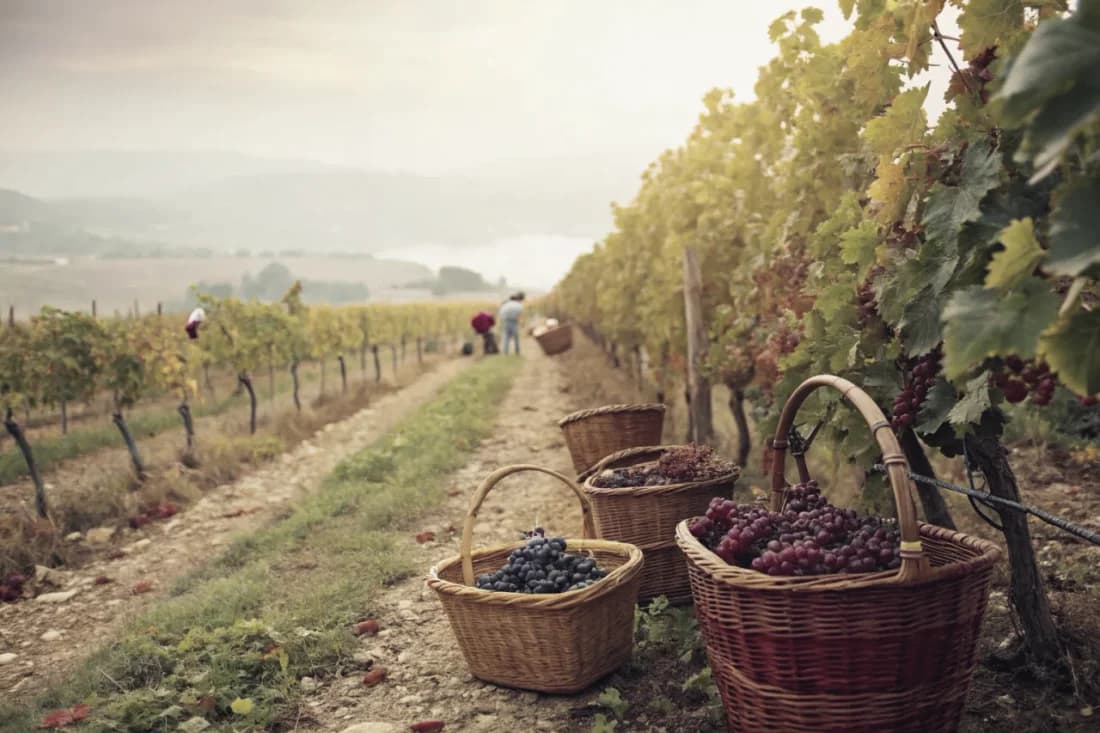 Vignobles de Pazo de Señorans